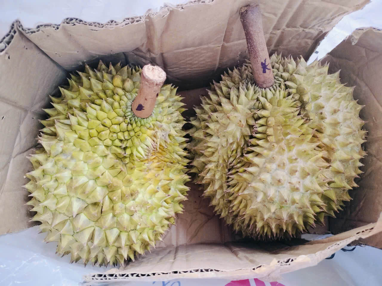 Chuyện ở chung & sầu riêng 1